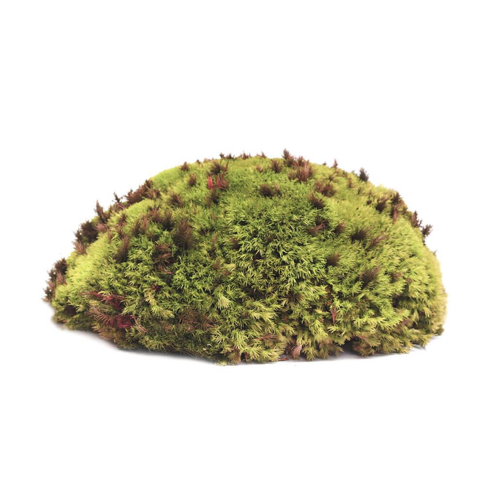 Dried Royal Pool Moss #1