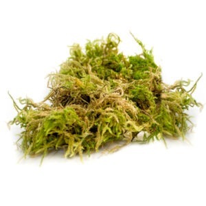 Floral Moss – Homemax