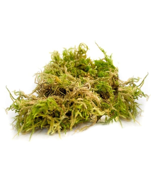 Pieces of Real Dried Moss, Green Natural Moss From the Forest