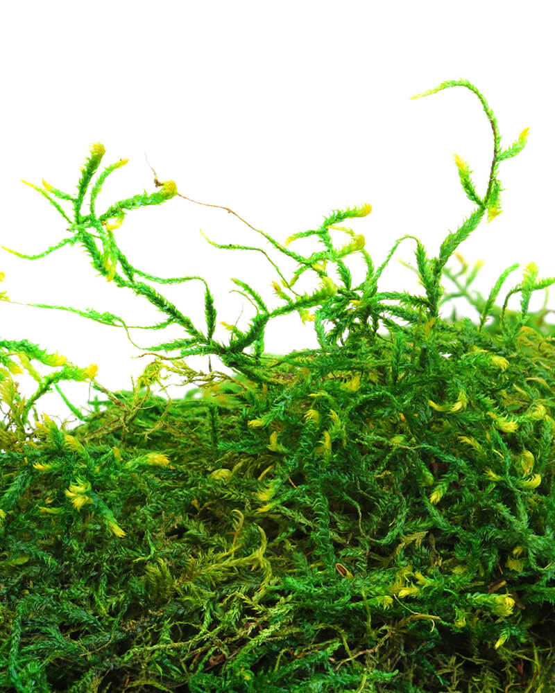 Forest Moss Preserved #5