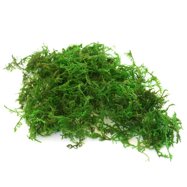 Mountain Moss Preserved
