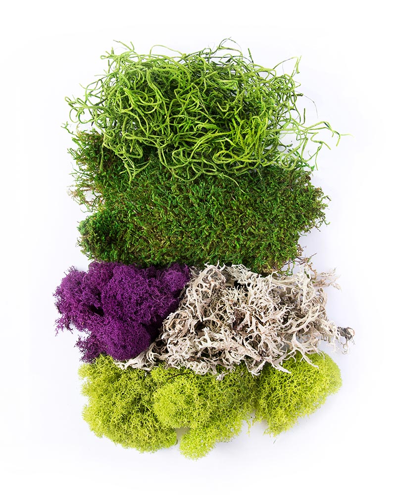 Mossify Preserved Moss Mix Green - Tonkadale