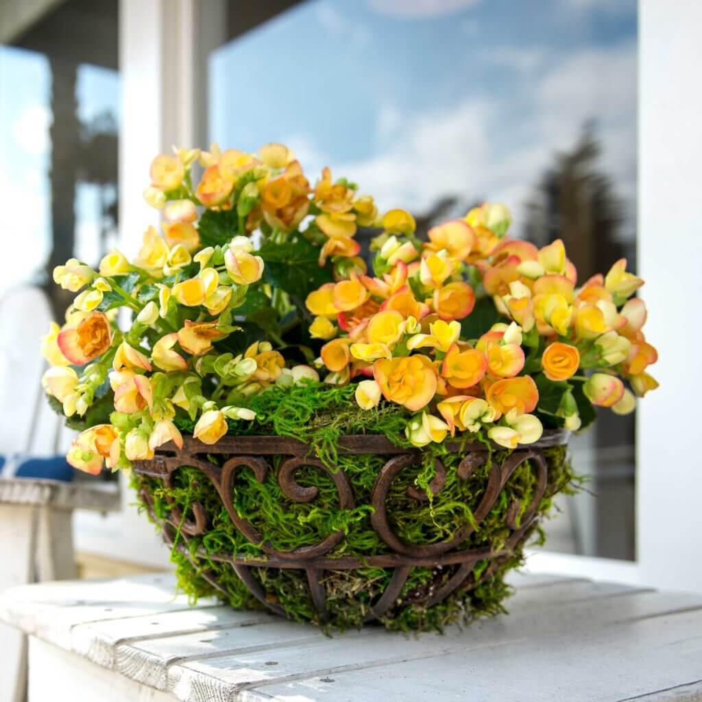 Forest Moss Preserved #6