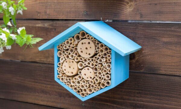 Beneficial Bug House, Hibiscus, Mixed Case