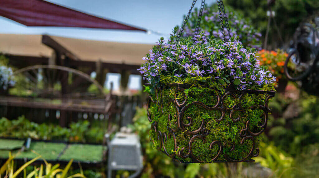 Mountain Moss Preserved #1