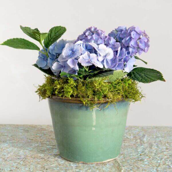 Mountain Moss Preserved