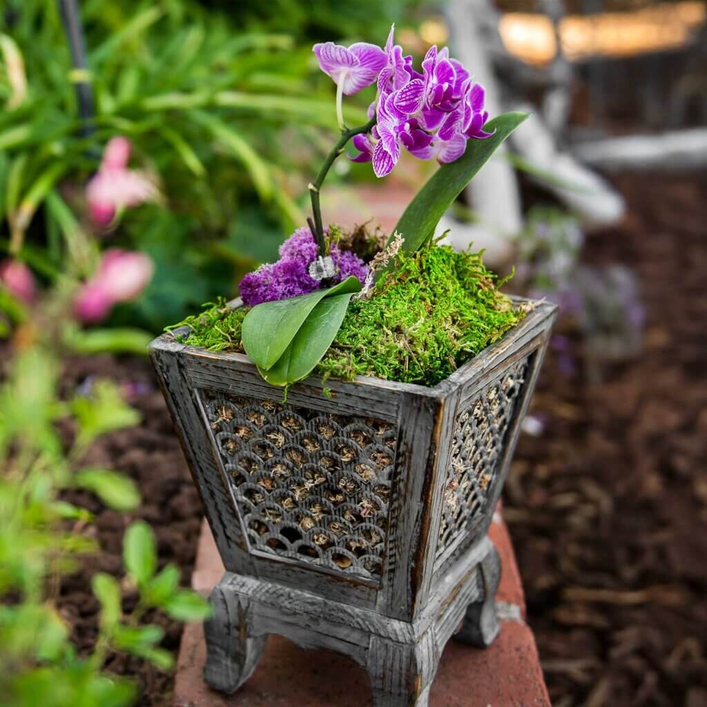 Petite Sheet Moss Dried #1