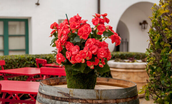Tulare Deco Basket