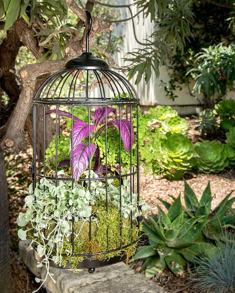 Bird Cage, Large #1