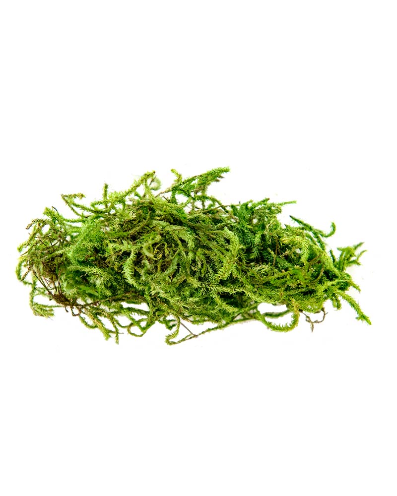 Bulk Fresh Shredded Forest Moss (Use for Floral / Crafts)