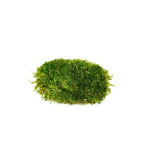 Super moss Adhesive Moss Mats 18x48 inch with Glue – Prairie