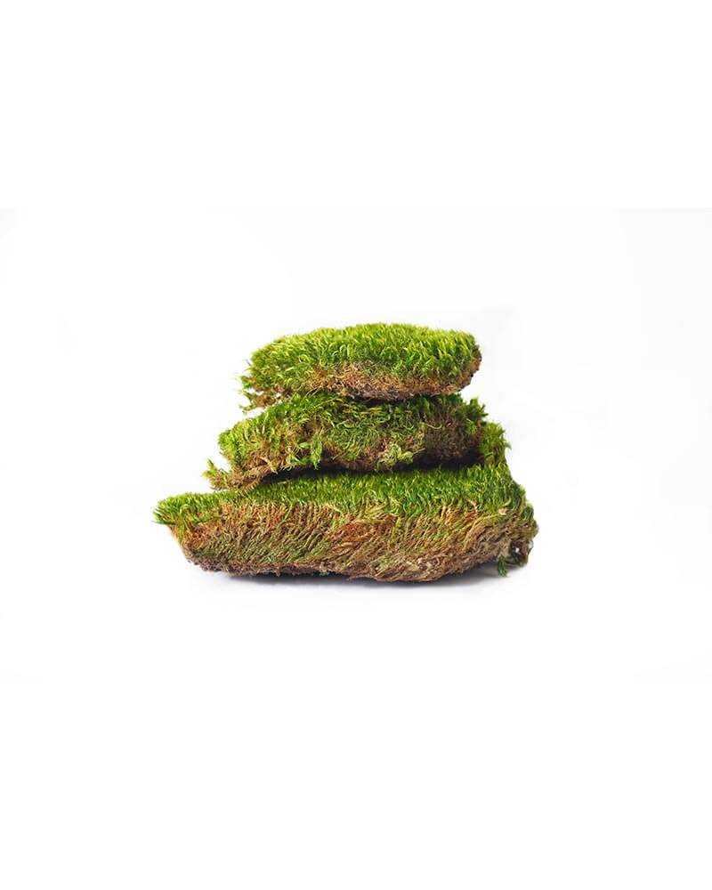 Mood Moss Preserved