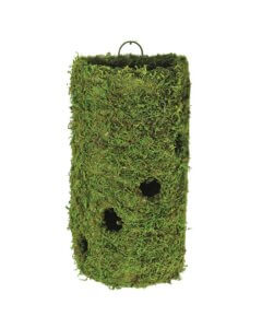 MossWeave Wall Sconce, 8"