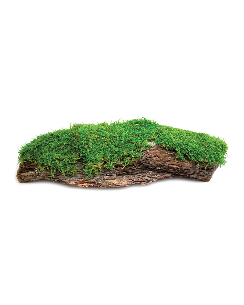 Piece of bark with a little blanket of moss wallpaper, 1920x1080, 1085798