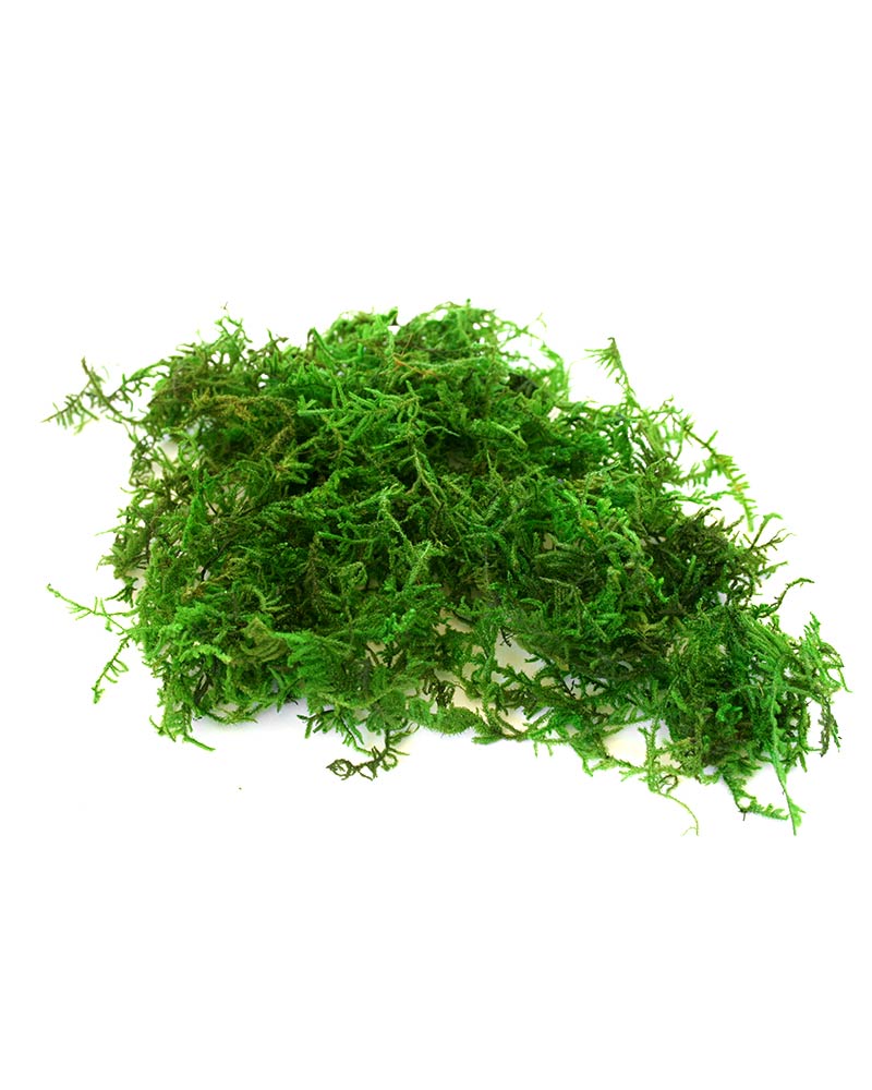 SuperMoss  Sphagnum Moss
