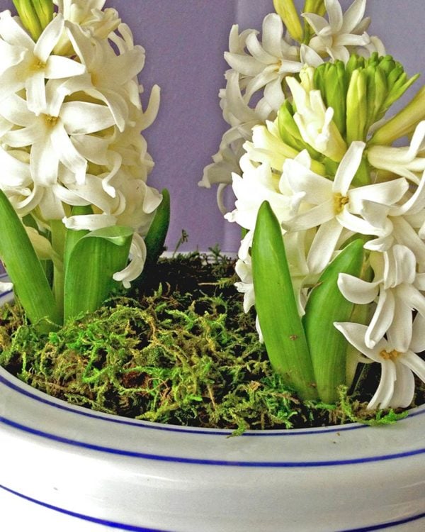 Orchid Potting Kit, Mountain Moss Preserved (Color: Fresh Green, Size: 120 Cu. in. Display Box)