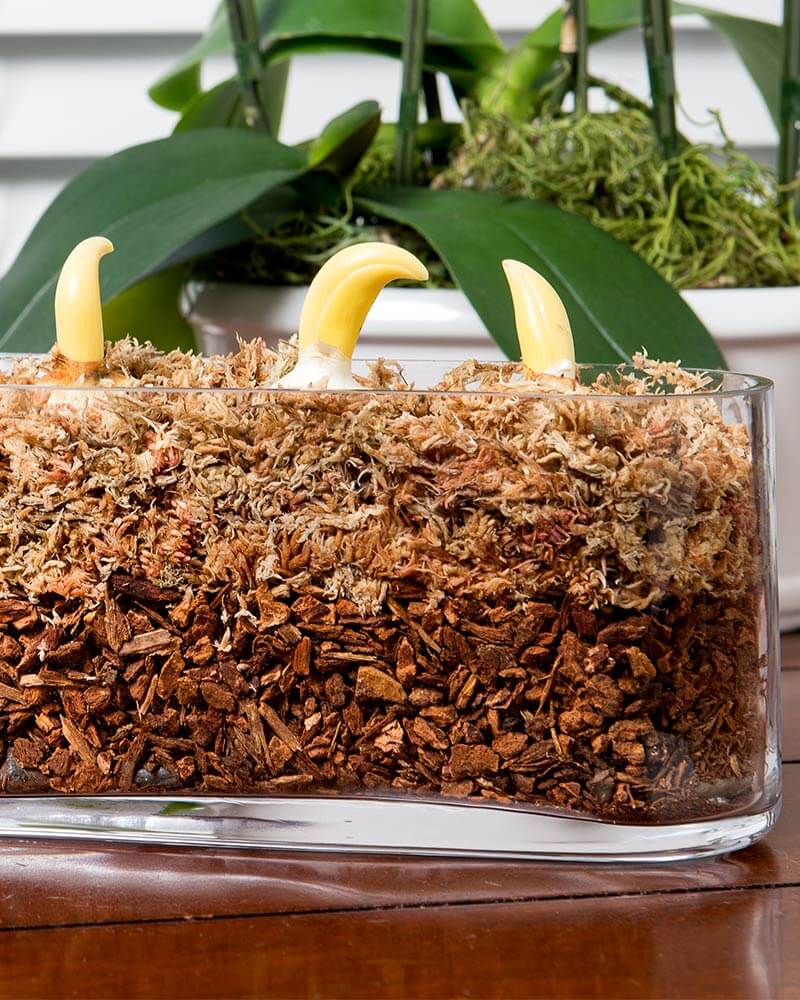 Orchid Potting Mix, 4qt. Zip Bag #2