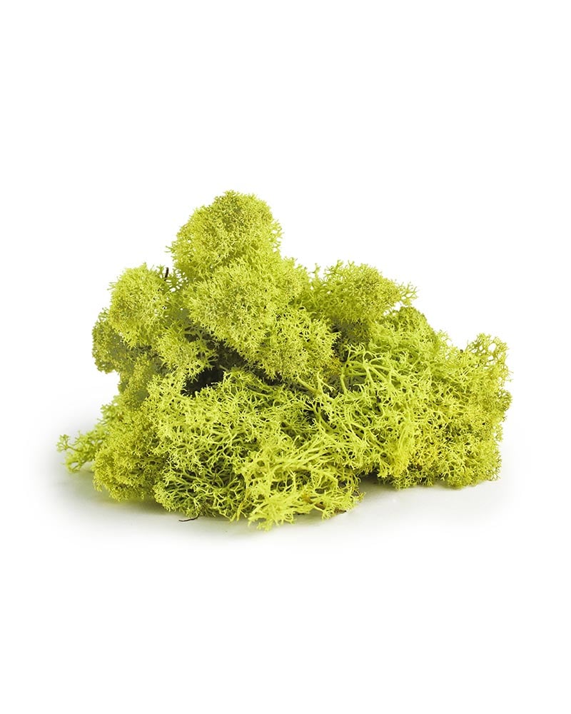Forest Moss Mix Natural & Dry