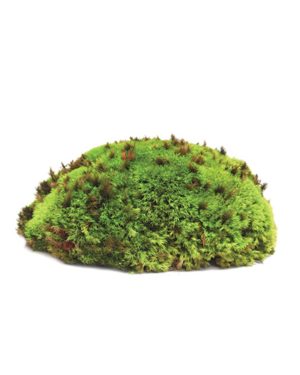 Reindeer Moss (Color: Cashmere, Size: 4,950 Cu. in.)