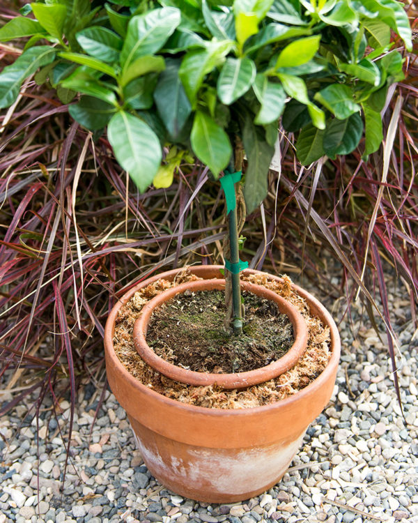 Long Fiber Sphagnum Moss - 2 Quarts | Perfect Plants