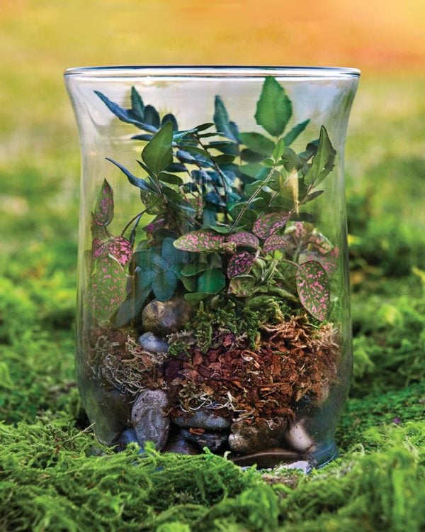 Terrarium Kit, Small Succulent Terrarium Kit, DIY Glass Terrarium, Terrarium  Gift, DIY Plant Kit 