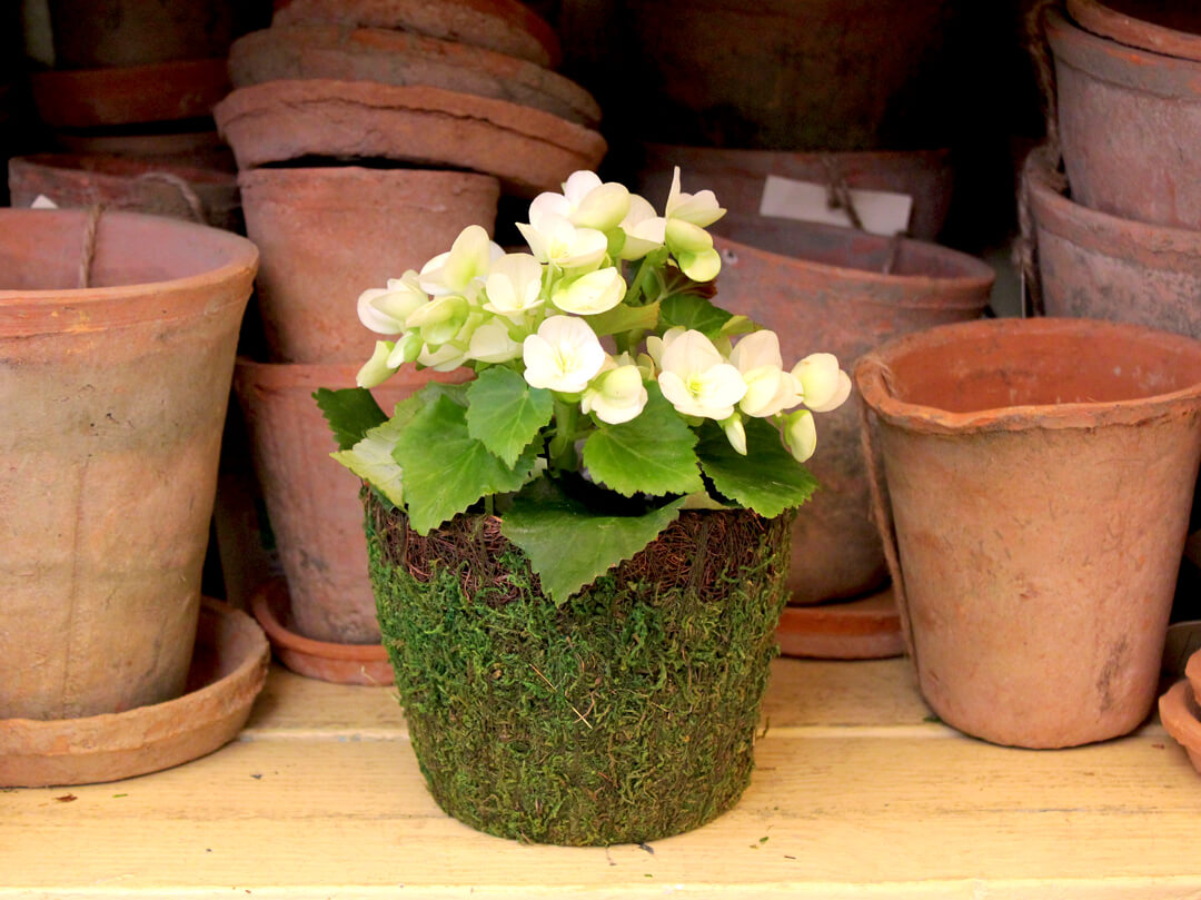 Vineyard Deco Moss Basket #1