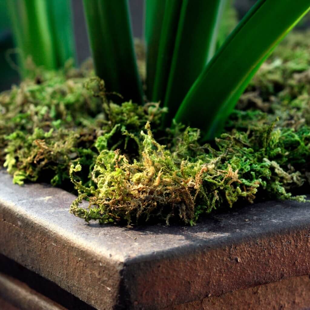 Mountain Moss Dried #5