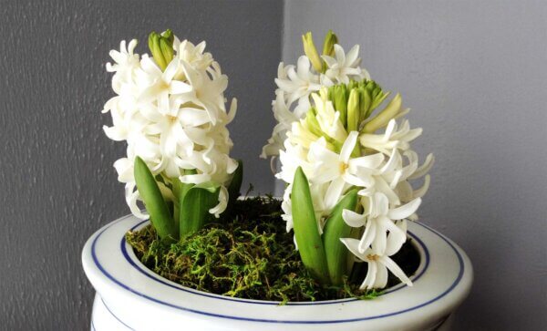 Orchid Potting Kit, Mountain Moss Preserved