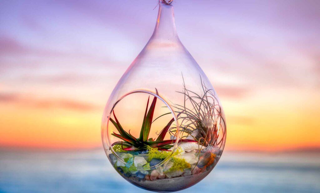 Terrarium DIY Kit #1