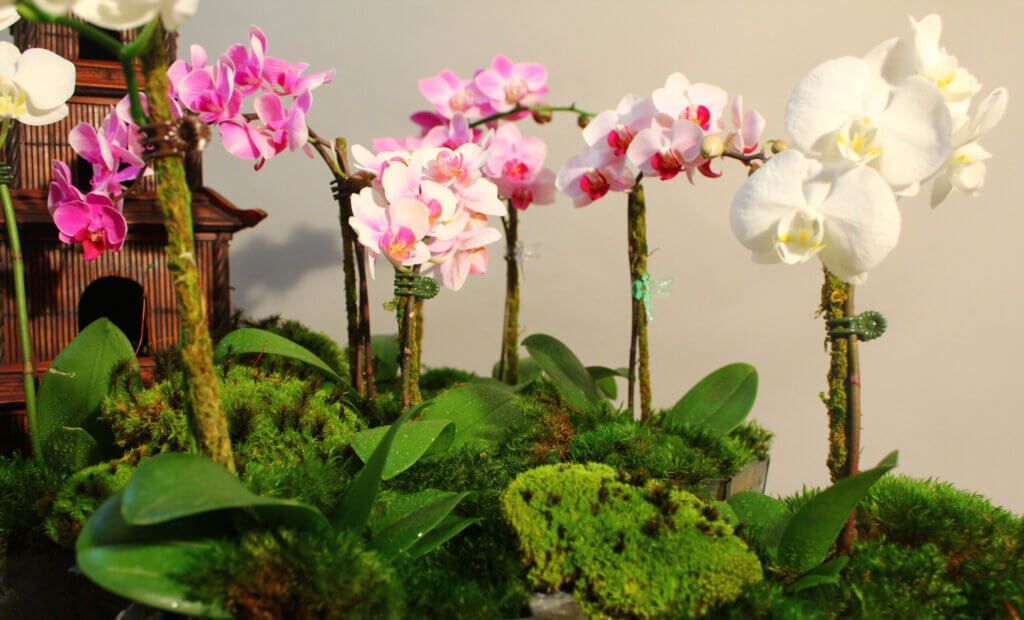 Butterfly Orchid Clips #1