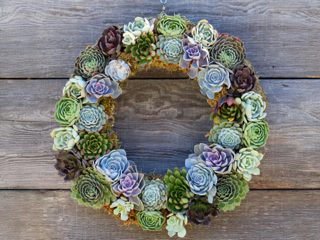 Living Wreath, Round #1