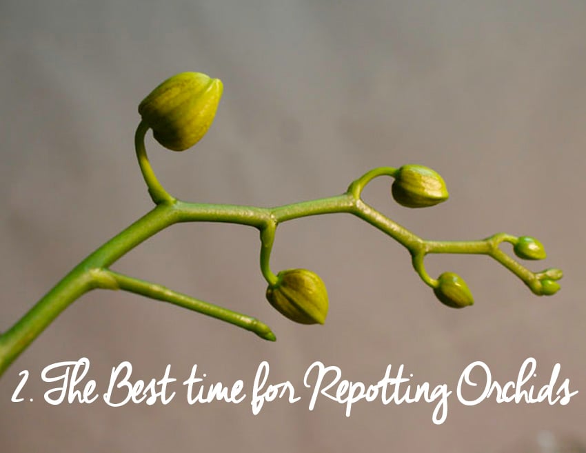 Is Orchid Moss the Same as Sphagnum moss? Let's Find Out! - Garden Go Time
