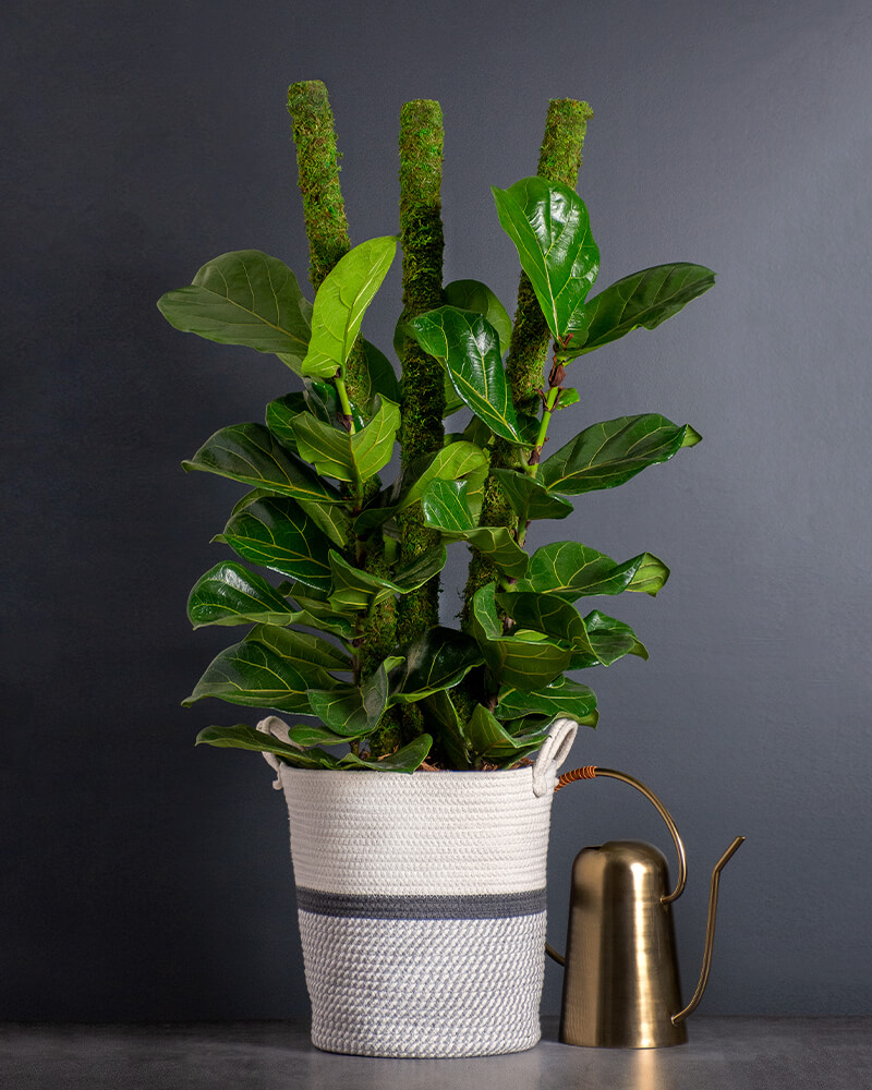 SuperMoss Moss Poles #1