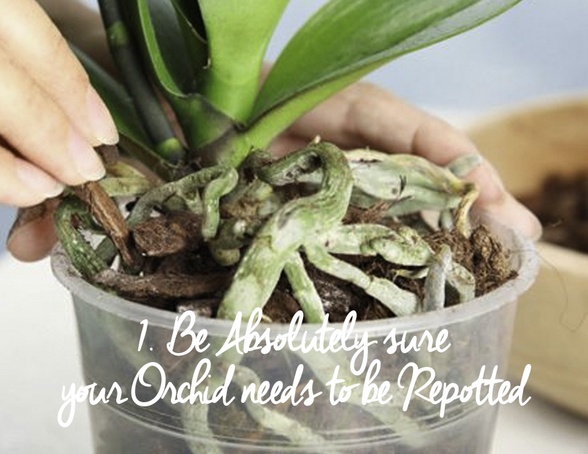 orchid care repotting