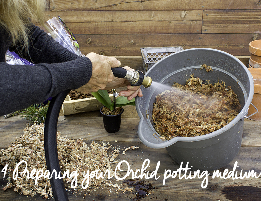 Repotting Orchids — How to Repot an Orchid Safely - SuperMoss