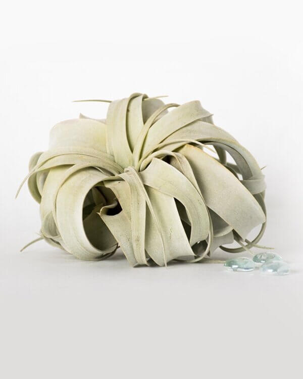 Tillandsia Xerographica Air Plant