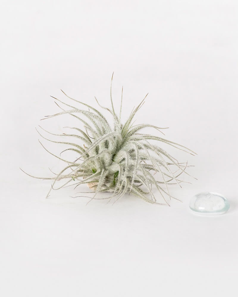 Tillandsia Tectorum Ecuador Air Plant