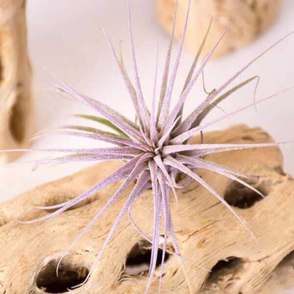 Tillandsia Ionantha Air Plant (Enhanced Lilac) #1