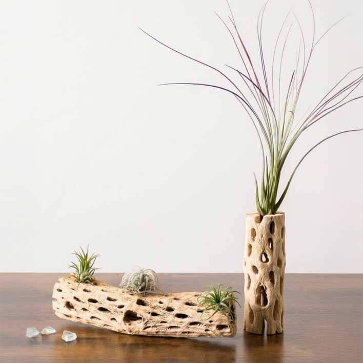 Tillandsia Juncea Air Plant (Enhanced Red) #1