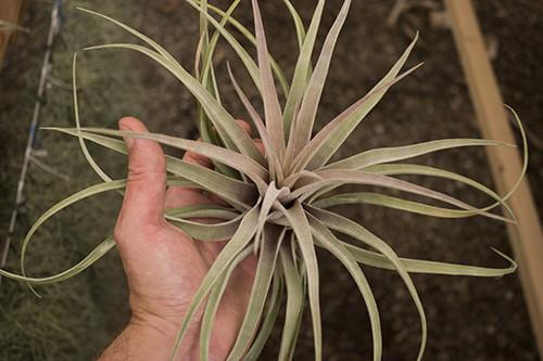 Tillandsia Capitata Peach Air Plant
