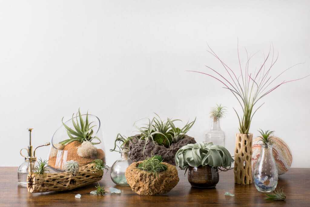 Tillandsia Ionantha Fuego Air Plant #1