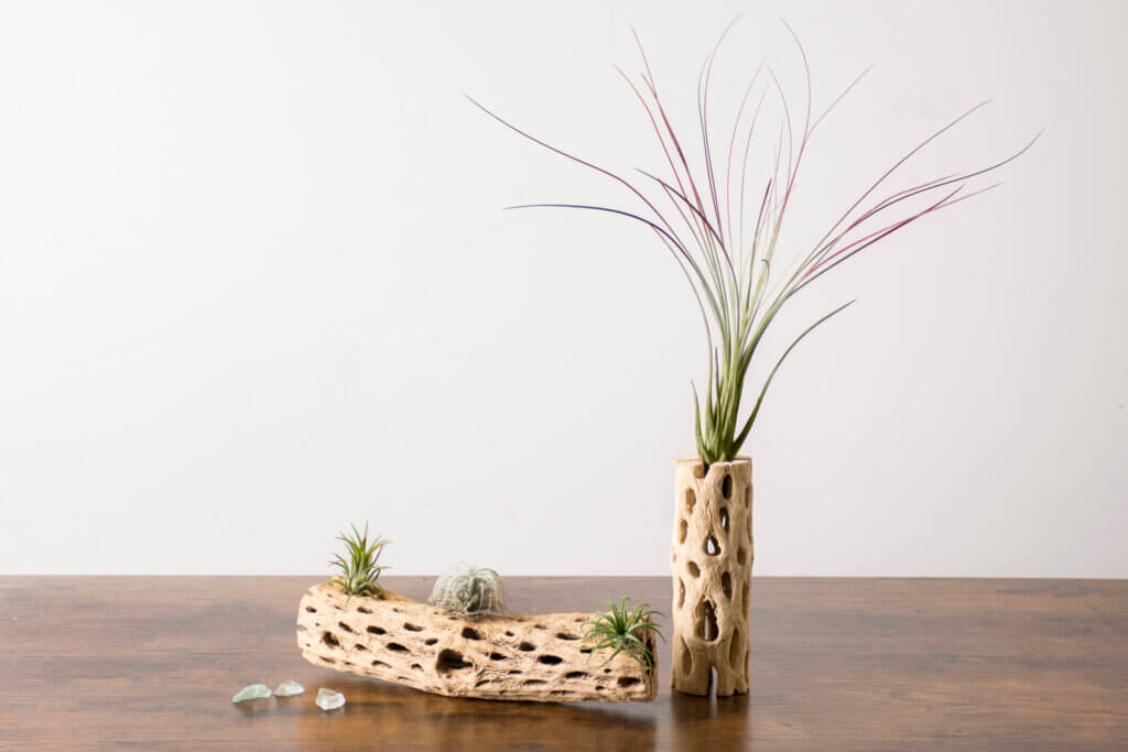 Tillandsia Andreana Air Plant (Enhanced Red) #1
