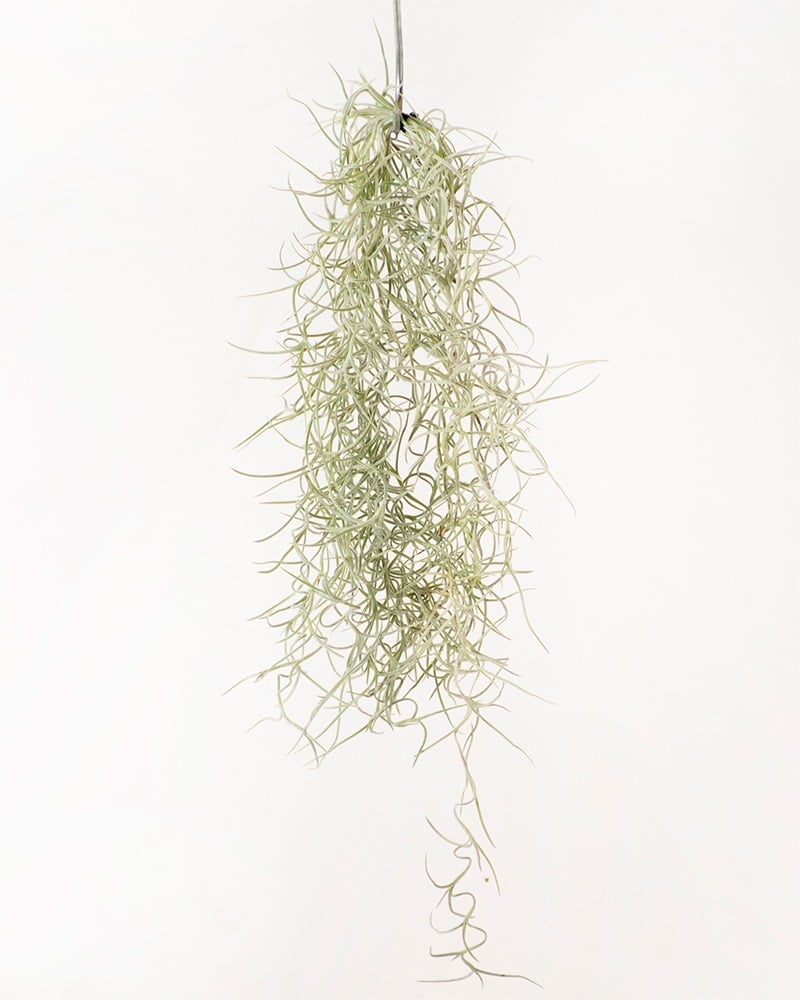 Spanish moss care & info, Tillandsia usneoides