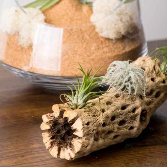 Tillandsia Tectorum Ecuador Air Plant