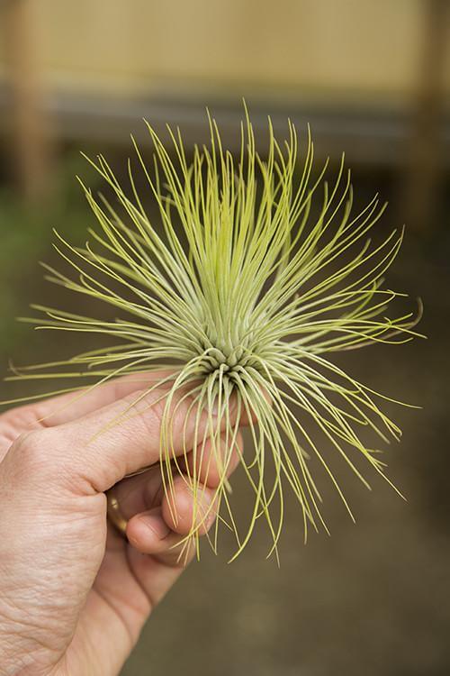 Tillandsia Andreana Air Plant #1