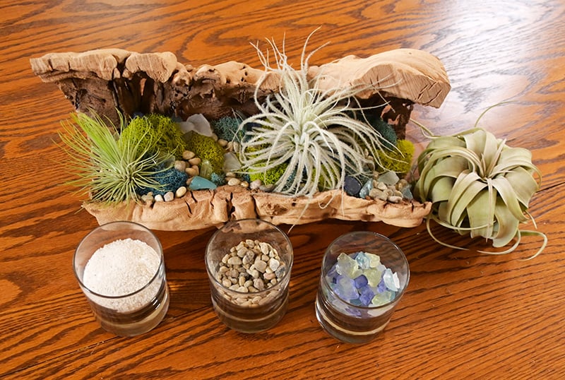 DIY Terrarium Kit for Tropical Plants
