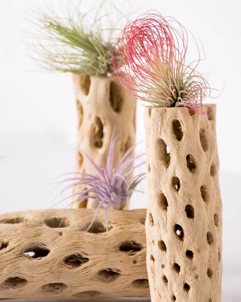 Cholla Wood Air Plant Set