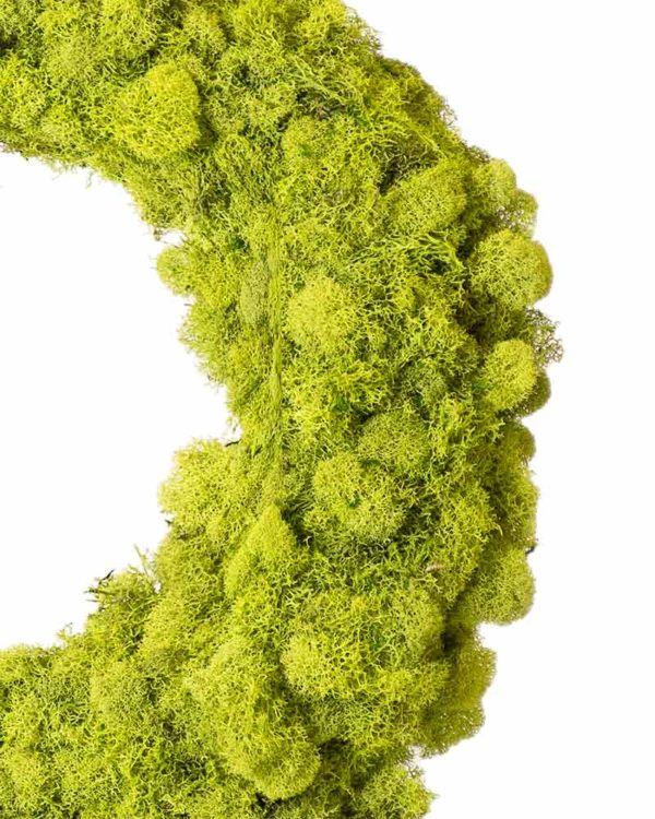 Chartreuse Reindeer Moss for Decor and Crafts – Air Plant Supply Co.