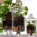 The Complete Guide to Activated Charcoal in Horticulture - SuperMoss
