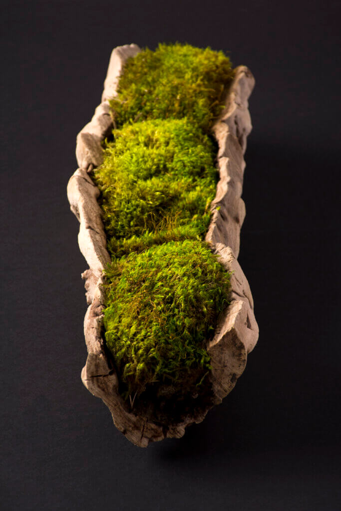 Mood Moss Centerpiece